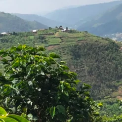 Pennine Rwanda Baho Intsinzi Natural Arabica Green Coffee Beans (1kg)