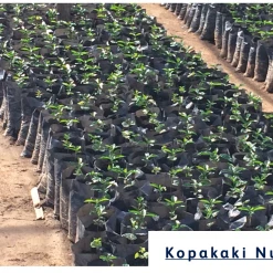 Pennine Rwanda Baho Intsinzi Natural Arabica Green Coffee Beans (1kg)