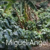 Pennine Honduras SHG Miguel Angel Paz Natural Arabica Green Coffee Beans (1kg)