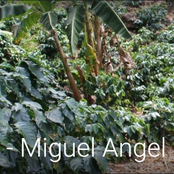 Pennine Honduras SHG Miguel Angel Paz Natural Arabica Green Coffee Beans (1kg)