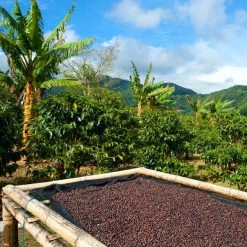 Pennine Sumatra Mandheling G1 Arabica Green Coffee Beans (1kg) 7 Pennine Sumatra Mandheling G1 Arabica Green Coffee Beans (1kg)