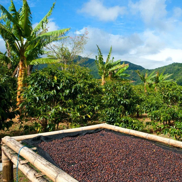 Pennine Sumatra Mandheling G1 Arabica Green Coffee Beans (1kg) 5 Pennine Sumatra Mandheling G1 Arabica Green Coffee Beans (1kg)