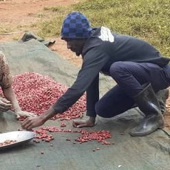 Pennine Uganda Coffee Gardens Washed Arabica Green Coffee Beans (1kg)