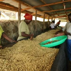 Pennine Uganda Coffee Gardens Washed Arabica Green Coffee Beans (1kg)