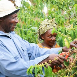 Pennine Tanzania AB Unwashed Arabica Green Coffee Beans (1kg) 10 Pennine Tanzania AB Unwashed Arabica Green Coffee Beans (1kg)