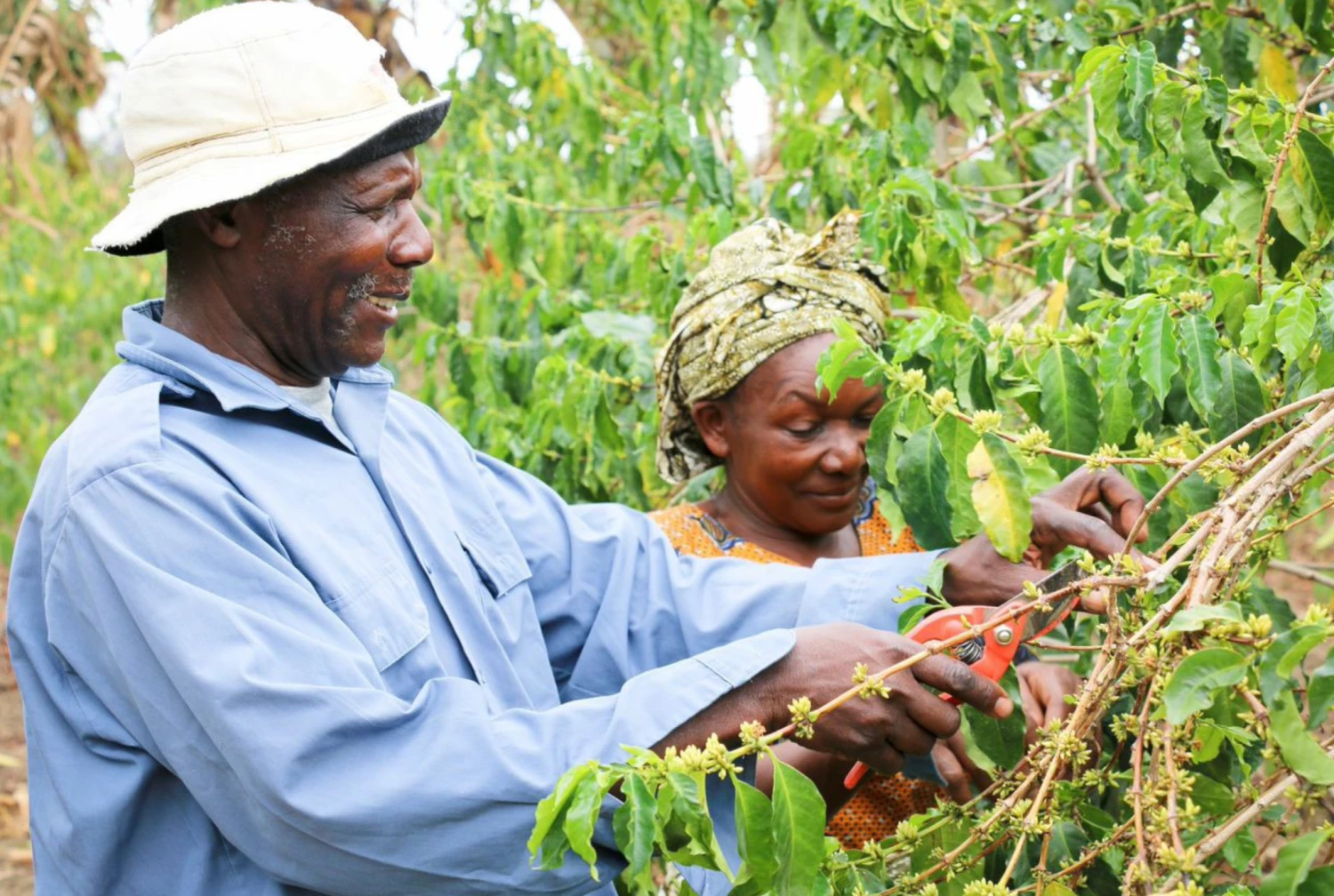 Pennine Tanzania AB Unwashed Arabica Green Coffee Beans (1kg) 6 Pennine Tanzania AB Unwashed Arabica Green Coffee Beans (1kg)