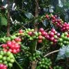 Pennine Papua New Guinea Y Grade Arabica Green Coffee Beans (1kg) 1 Pennine Papua New Guinea Y Grade Arabica Green Coffee Beans (1kg)