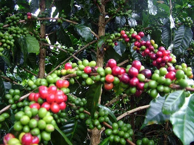Pennine Papua New Guinea Peaberry Arabica Green Coffee Beans (1kg) 4 Pennine Papua New Guinea Peaberry Arabica Green Coffee Beans (1kg)