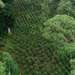 Pennine Ethiopian Yirgacheffe Natural Tadese Teko Arabica Green Coffee Beans (1kg)