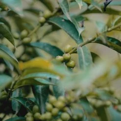 Pennine Ethiopian Yirgacheffe Natural Tadese Teko Arabica Green Coffee Beans (1kg)