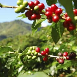 Pennine Panama SHB Boquete Washed Arabica Green Coffee Beans (1kg)