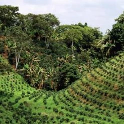 Pennine Serrano Lavado, Cumanayagua - New Crop Washed Arabica Green Coffee Beans (1kg) 15 Pennine Serrano Lavado, Cumanayagua - New Crop Washed Arabica Green Coffee Beans (1kg)