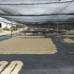 Pennine Nicaragua El Rocio Washed Arabica Green Coffee Beans (1kg)