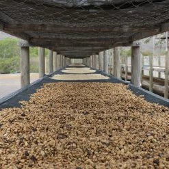 Pennine Nicaragua El Rocio Washed Arabica Green Coffee Beans (1kg)