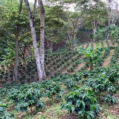 Pennine Nicaragua La Tormenta Washed Arabica Green Coffee Beans (1kg)