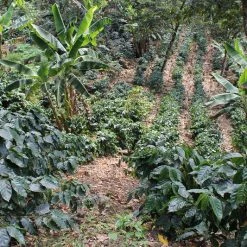 Pennine Honduras SHG Miguel Angel Paz Natural Arabica Green Coffee Beans (1kg)