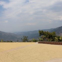 Pennine Green Coffee Guatemala Finca La Florida - Sierrra De Las Minas Pacamara Washed Arabica (1kg)