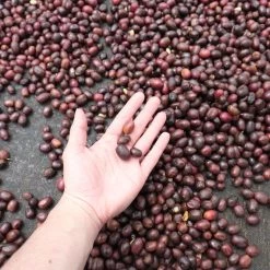 Pennine Nicaragua El Rocio Washed Arabica Green Coffee Beans (1kg)