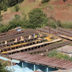 Pennine Kenya Peaberry Kagumoini Washed Arabica Green Coffee Beans (1kg) **Christmas Flavours**