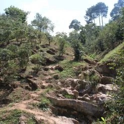 Pennine Green Coffee Guatemala Finca La Florida - Sierrra De Las Minas Pacamara Washed Arabica (1kg)