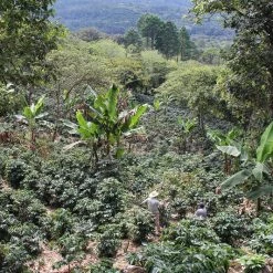 Pennine Honduras SHG Miguel Angel Paz Natural Arabica Green Coffee Beans (1kg)