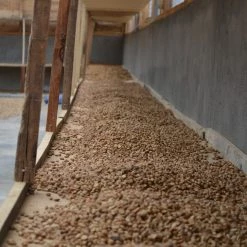 Pennine Indonesia Burni Telong Giling Basah Arabica Green Coffee Beans (1kg)