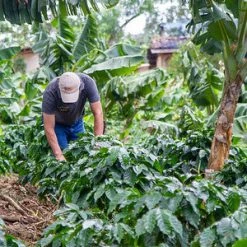 Pennine Nicaragua La Tormenta Washed Arabica Green Coffee Beans (1kg)