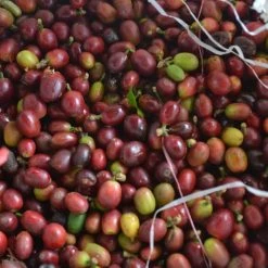 Pennine Indonesia Burni Telong Giling Basah Arabica Green Coffee Beans (1kg)