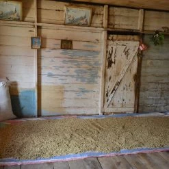 Pennine Indonesia Burni Telong Giling Basah Arabica Green Coffee Beans (1kg)