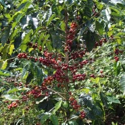 Pennine Honduras SHG Miguel Angel Paz Natural Arabica Green Coffee Beans (1kg)