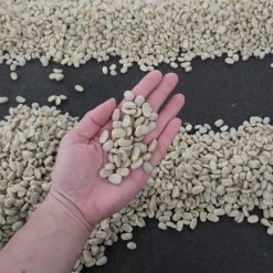 Pennine Nicaragua El Rocio Washed Arabica Green Coffee Beans (1kg)