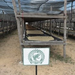 Pennine Nicaragua El Rocio Washed Arabica Green Coffee Beans (1kg)