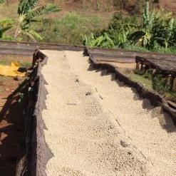 Pennine Kenya Peaberry Kagumoini Washed Arabica Green Coffee Beans (1kg) **Christmas Flavours**