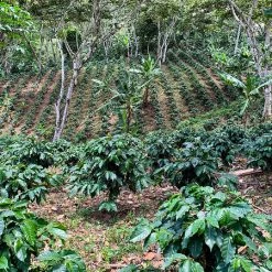 Pennine Nicaragua La Tormenta Washed Arabica Green Coffee Beans (1kg)