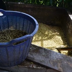 Pennine Indonesia Burni Telong Giling Basah Arabica Green Coffee Beans (1kg)