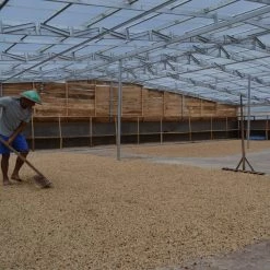 Pennine Indonesia Burni Telong Giling Basah Arabica Green Coffee Beans (1kg)