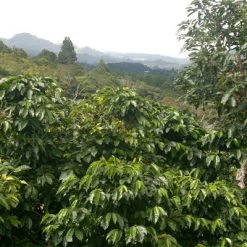 Pennine Guatemala Erika Sanchez Green Coffee Beans Washed Arabica (1kg)