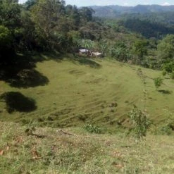 Pennine Guatemala Erika Sanchez Green Coffee Beans Washed Arabica (1kg)