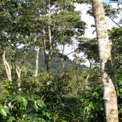 Pennine Guatemala Erika Sanchez Green Coffee Beans Washed Arabica (1kg)