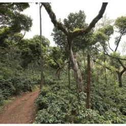 Pennine India Ratnagiri Anaerobic Natural Arabica Green Coffee Beans (1kg)