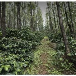 Pennine India Ratnagiri Anaerobic Natural Arabica Green Coffee Beans (1kg)