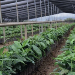 Pennine Tea And Coffee Mexico Maragogype Washed Arabica Green Coffee Beans (1kg)