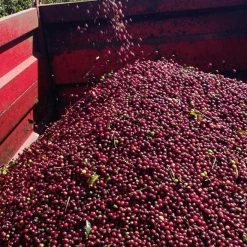 Pennine Brazil Controlled Fermentation Fazenda Inhame Arabica Green Coffee Beans (1kg)