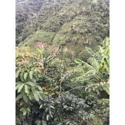 Pennine Tea And Coffee Peru BluePrint Enrique Vasquez Zamora Washed Arabica Green Coffee Beans (1kg) 9 Pennine Tea And Coffee Peru BluePrint Enrique Vasquez Zamora Washed Arabica Green Coffee Beans (1kg)