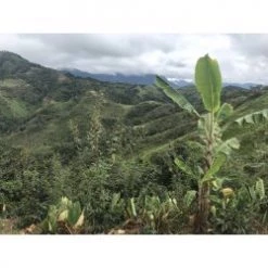 Pennine Tea And Coffee Peru BluePrint Enrique Vasquez Zamora Washed Arabica Green Coffee Beans (1kg)