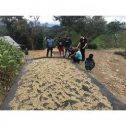 Pennine Tea And Coffee Peru BluePrint Enrique Vasquez Zamora Washed Arabica Green Coffee Beans (1kg) 17 Pennine Tea And Coffee Peru BluePrint Enrique Vasquez Zamora Washed Arabica Green Coffee Beans (1kg)