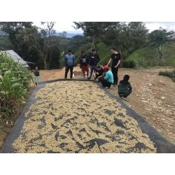 Pennine Tea And Coffee Peru BluePrint Enrique Vasquez Zamora Washed Arabica Green Coffee Beans (1kg) 10 Pennine Tea And Coffee Peru BluePrint Enrique Vasquez Zamora Washed Arabica Green Coffee Beans (1kg)