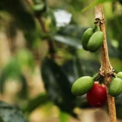 Pennine Serrano Lavado, Cumanayagua - New Crop Washed Arabica Green Coffee Beans (1kg) 13 Pennine Serrano Lavado, Cumanayagua - New Crop Washed Arabica Green Coffee Beans (1kg)