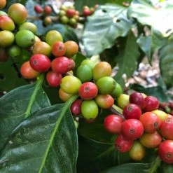 White Rose Coffee Roasters El Salvador Arabica Roasted Coffee 13 White Rose Coffee Roasters El Salvador Arabica Roasted Coffee