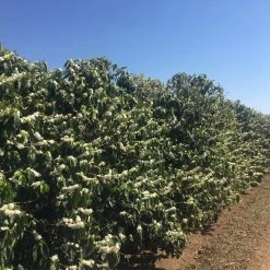 Pennine Brazil Controlled Fermentation Fazenda Inhame Arabica Green Coffee Beans (1kg)